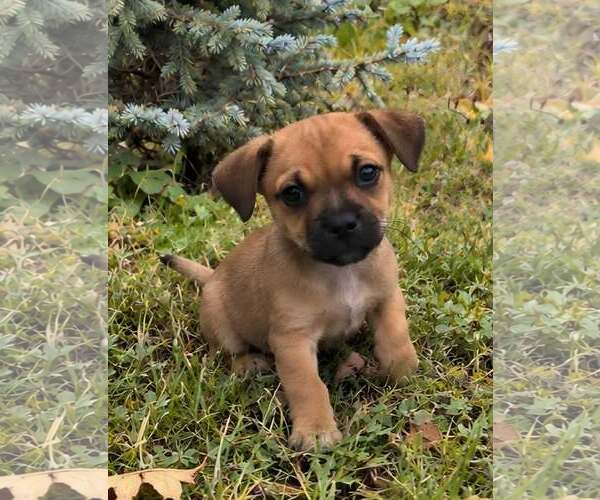 Medium Photo #3 Cockeranian Puppy For Sale in Anchorage, AK, USA