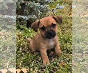 Lola's pups - Male Cockeranian Dog for Adoption - Photo #3