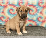 Small #1 Labrador Retriever Mix