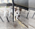 Small #6 Collie Mix