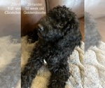 Puppy 5 Goldendoodle (Miniature)