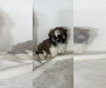 Small #3 Shih Tzu