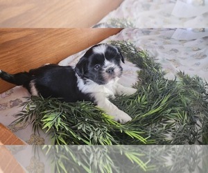 Medium Shih Tzu-Zuchon Mix