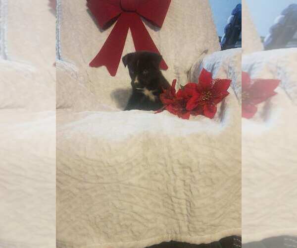 Medium Photo #4 Alaskan Husky-Golden Retriever Mix Puppy For Sale in WARSAW, OH, USA