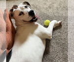 Small #11 American Bulldog