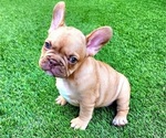 Small #8 French Bulldog