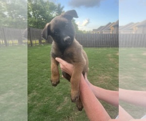 Belgian Malinois Puppy for sale in ATHENS, AL, USA