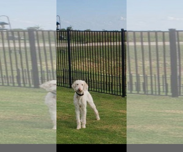 Medium Photo #2 Poodle (Standard)-Unknown Mix Puppy For Sale in Dallas, TX, USA