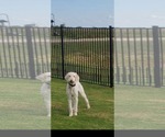 Small #1 Poodle (Standard) Mix