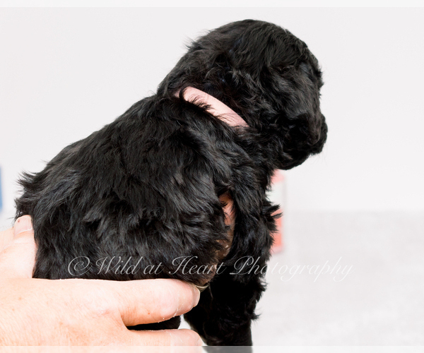 Medium Photo #2 Goldendoodle-Irish Doodle Mix Puppy For Sale in LITTLE ROCK, AR, USA