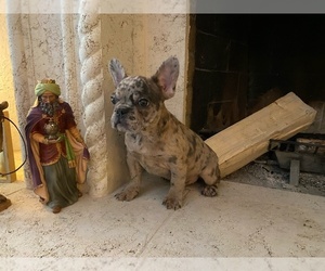French Bulldog Puppy for sale in MORENO VALLEY, CA, USA