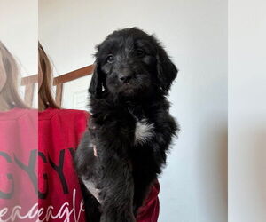 Black Mouth Cur-Poodle (Standard) Mix Dogs for adoption in Grafton, WI, USA