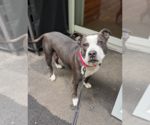 Small #29 American Pit Bull Terrier-Staffordshire Bull Terrier Mix