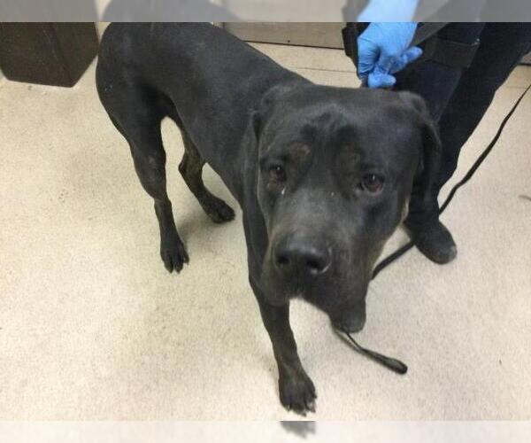 Medium Photo #1 Mutt Puppy For Sale in Riverside, CA, USA