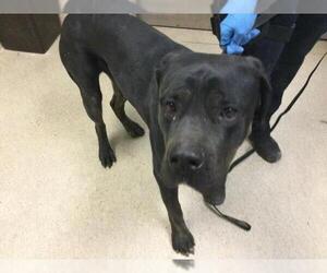 Mutt Dogs for adoption in Riverside, CA, USA