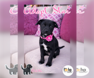 Labrador Retriever-Unknown Mix Dogs for adoption in Menifee, CA, USA