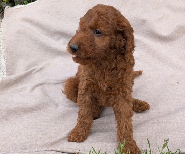 Medium Photo #10 Irish Doodle Puppy For Sale in GOSHEN, IN, USA