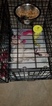 Small Photo #131 Bull Terrier Puppy For Sale in JACKSON, MI, USA