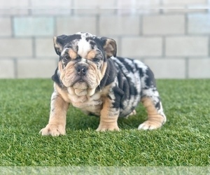 English Bulldog Puppy for sale in HOUSTON, TX, USA