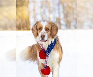 Australian Shepherd-Cocker Spaniel Mix Dog for Adoption in Unionville, Pennsylvania USA