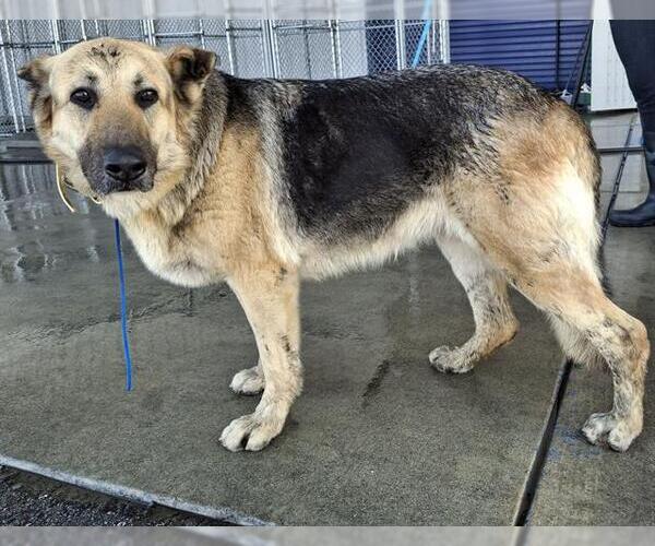 Medium Photo #1 German Shepherd Dog Puppy For Sale in Bakersfield, CA, USA