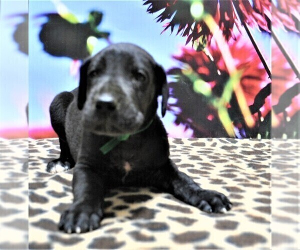 Medium Photo #6 Great Dane Puppy For Sale in BANGOR, WI, USA