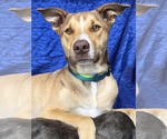 Small #4 Greyhound-Labrador Retriever Mix