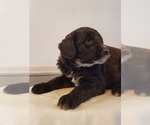 Small Photo #9 Aussiedoodle Puppy For Sale in ATHENS TOWNSHIP, PA, USA