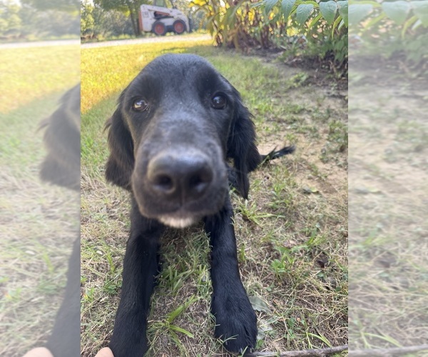 Medium Photo #5 Flat Coated Retriever-Golden Retriever Mix Puppy For Sale in EVA, AL, USA