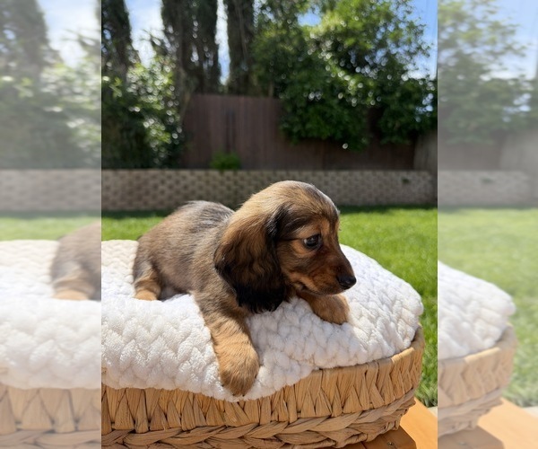 Medium Photo #7 Dachshund Puppy For Sale in NORTH HIGHLANDS, CA, USA