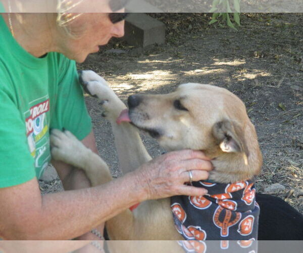 Medium Photo #3 Retriever -Unknown Mix Puppy For Sale in Godley, TX, USA