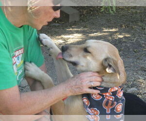 Ellie - Female Retriever -Unknown Mix Dog for Adoption - Photo #3