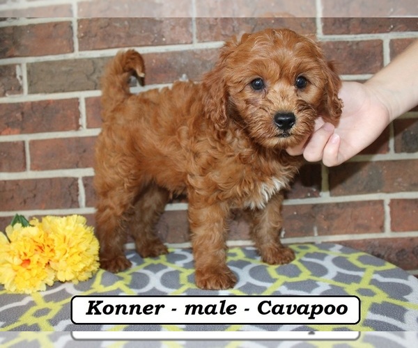Medium Photo #4 Cavapoo (Miniature) Puppy For Sale in CLARKRANGE, TN, USA