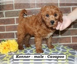 Konner - Male Cavapoo (Miniature) Puppy for Sale - Photo #4