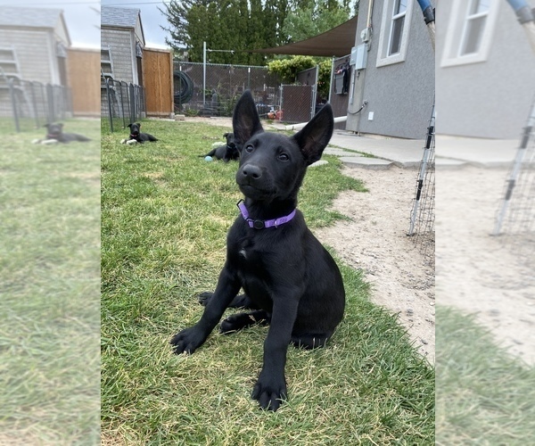 Medium Photo #4 Belgian Malinois Puppy For Sale in JEROME, ID, USA