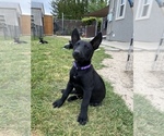 Small Photo #4 Belgian Malinois Puppy For Sale in JEROME, ID, USA