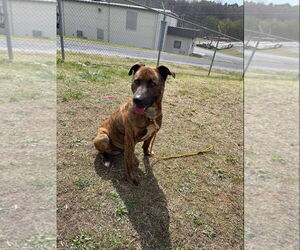 Mutt Dogs for adoption in Albemarle, NC, USA