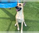 Small German Shepherd Dog