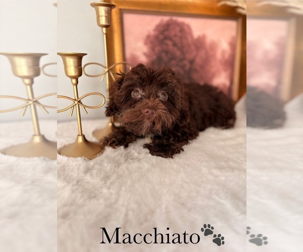 Medium Photo #15 YorkiePoo Puppy For Sale in MURFREESBORO, TN, USA