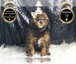 Small #6 Goldendoodle (Miniature)