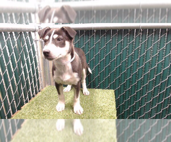 Medium Photo #1 German Shepherd Dog-Unknown Mix Puppy For Sale in Downey, CA, USA