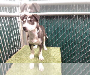 German Shepherd Dog-Unknown Mix Dogs for adoption in Downey, CA, USA