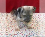 Small #1 Morkie