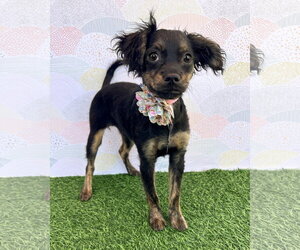 Colonial Cocker Spaniel-Unknown Mix Dogs for adoption in Corona, CA, USA