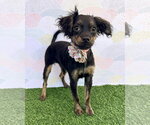 Small Colonial Cocker Spaniel Mix