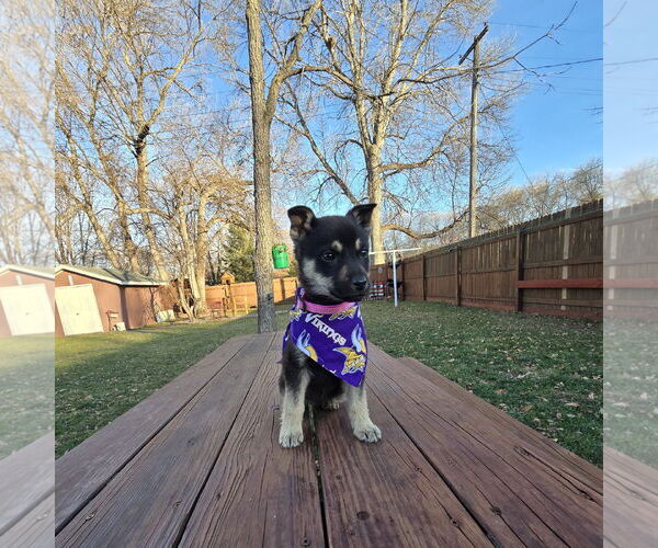 Medium Photo #22 Mutt Puppy For Sale in Fargo, ND, USA