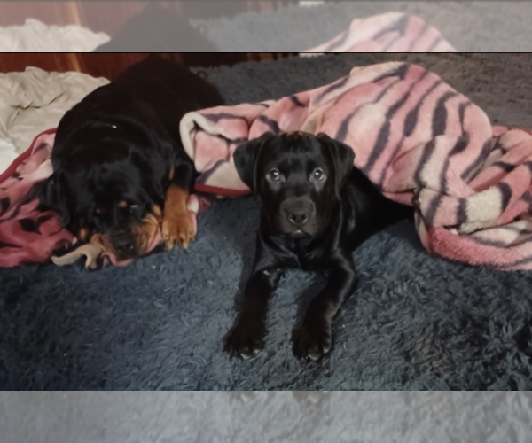 Medium Photo #3 Rottweiler-Rottweiler-American Pit Bull Terrier Mix Puppy For Sale in ROSEBURG, OR, USA