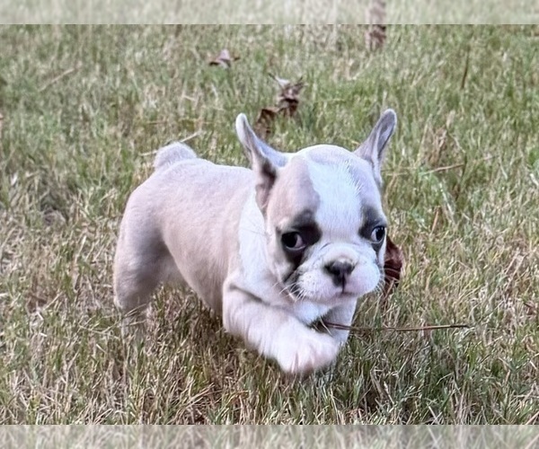 Medium Photo #3 French Bulldog Puppy For Sale in BLUFF PARK, AL, USA