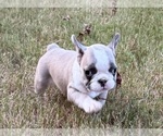 Litter of 5 - Female French BulldogLitter of Puppies for Sale - Photo #3