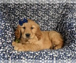 Small #2 Golden Retriever